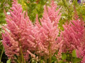 Prachtspiere 'Vision in Pink', Astilbe chinensis 'Vision in Pink', Containerware von Astilbe chinensis 'Vision in Pink'