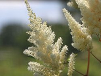 Prachtspiere 'Vision in White' ®, Astilbe chinensis 'Vision in White' ®, Topfware von Astilbe chinensis 'Vision in White' ®