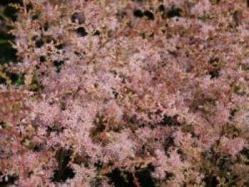 Kahle Prachtspiere 'Sprite', Astilbe glaberrima 'Sprite', Topfware XL von Astilbe glaberrima 'Sprite'