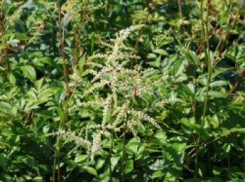 Prachtspiere 'Irrlicht', Astilbe japonica 'Irrlicht', Topfware von Astilbe japonica 'Irrlicht'