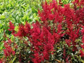 Prachtspiere 'Red Sentinel', Astilbe japonica 'Red Sentinel', Containerware von Astilbe japonica 'Red Sentinel'