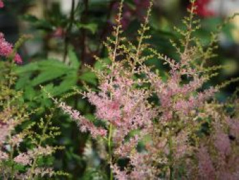 Kleine Prachtspiere 'Inshriach Pink', Astilbe simplicifolia 'Inshriach Pink', Topfware von Astilbe simplicifolia 'Inshriach Pink'