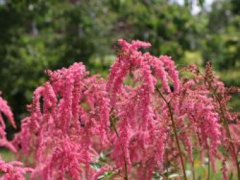 Thunbergs-Prachtspiere 'Straußenfeder', Astilbe thunbergii 'Straußenfeder', Topfware von Astilbe thunbergii 'Straußenfeder'