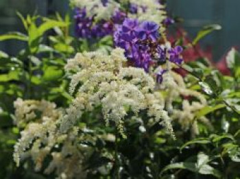 Arends Prachtspiere 'Astary White' ®, Astilbe x arendsii 'Astary White' ®, Topfware von Astilbe x arendsii 'Astary White' ®