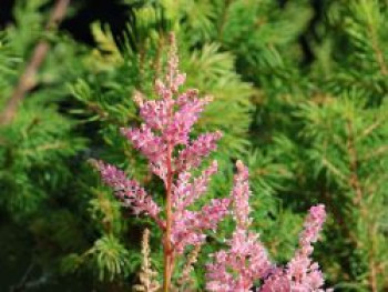 Arends Prachtspiere 'Darwin’s Dream', Astilbe x arendsii 'Darwin's Dream', Topfware von Astilbe x arendsii 'Darwin's Dream'