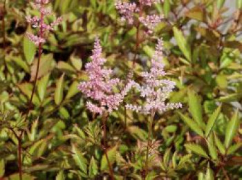 Arends Prachtspiere 'Erika', Astilbe x arendsii 'Erika', Topfware von Astilbe x arendsii 'Erika'