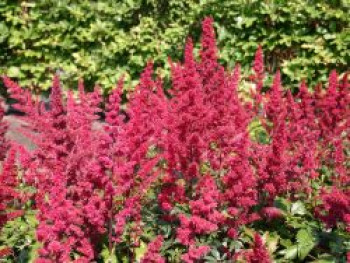 Arends Prachtspiere 'Fanal', Astilbe x arendsii 'Fanal', Topfware XL Arends Prachtspiere 'Fanal', Astilbe x arendsii 'Fanal', Topfware XL von Astilbe x arendsii 'Fanal'