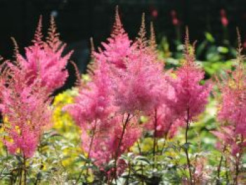 Arends Prachtspiere 'Gloria Purpurea', Astilbe x arendsii 'Gloria Purpurea', Topfware von Astilbe x arendsii 'Gloria Purpurea'