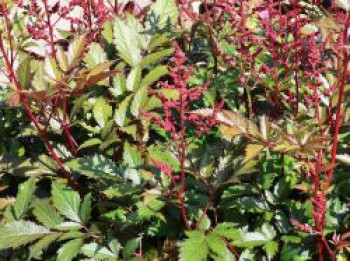 Arends Prachtspiere 'Granat', Astilbe x arendsii 'Granat', Topfware von Astilbe x arendsii 'Granat'