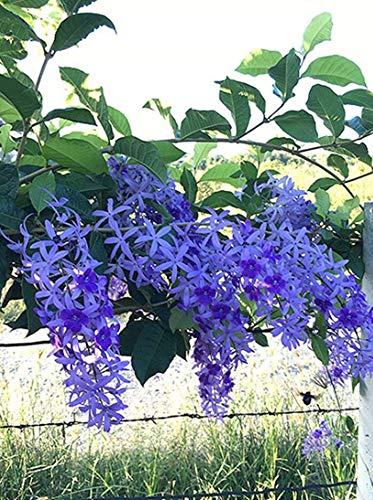 Astonish Samen-Paket: 10 Samen Petrea Volubilis L. Lila Kranz Königin FlowerClimb von Astonish