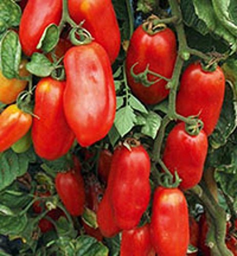 HONIC 25 - Seeds: San Marzano Redorta Tomatensamen - Heirloomvielzahl aus der Toskana, Italien. !!! von Astonish