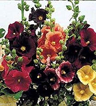 HONIC Samen-Paket: 25 Glückliche Lichter Malve Mix Samen, Weiß, Gelb, Rot, Purpur, Pink! Single-Blume von Astonish