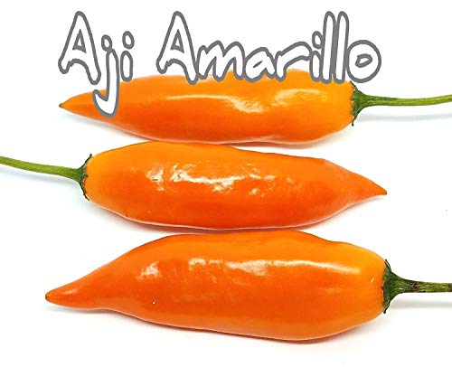 VISA STORE (25+) Aji Amarillo Pepper Samen von Astonish