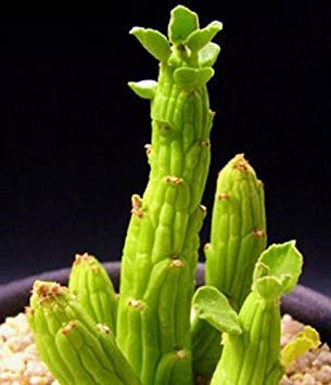 VISA STORE 15 Samen Monadenium ellenbeci Exotic Hang Cacti Seed von Astonish