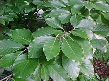 VISA STORE 5 Samen von Fagus sylvatica Europ Beech Samen von Astonish