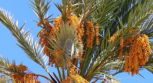 VISA STORE Wahr Datum Pm, Phoenix Dactylifera, Samen 5 Samen von Astonish