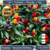 25+ Hot Pepper Praire Fire Samen, Zierliche Würzige Gemüsesamen, Capsicum Frutescens Samen #tm281 von AstraFarm