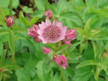 Große Sterndolde 'Pink Button', Astrantia major 'Pink Button', Topfware von Astrantia major 'Pink Button'