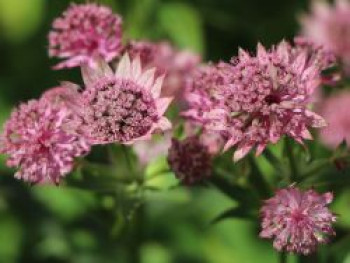 Große Sterndolde 'Pink Pride', Astrantia major 'Pink Pride', Topfware von Astrantia major 'Pink Pride'