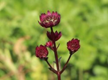 Sterndolde 'Ruby Wedding', Astrantia major 'Ruby Wedding', Topfware von Astrantia major 'Ruby Wedding'