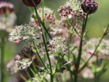 Sterndolde 'Star of Passion', Astrantia major 'Star of Passion', Topfware von Astrantia major 'Star of Passion'