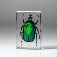 Echter Einzelner Schillernder Käfer in Lucite von AstroGalleryOfGems