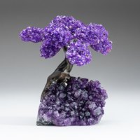 Mittel - Echter Amethyst Gruppierter Edelstein-Baum Auf Amethyst-Matrix | Der Entspannungsbaum 12, 5 cm Mittel - Echter Amethyst Gruppierter Edelstein-Baum Auf Amethyst-Matrix | Der Entspannungsbaum 12, 5 cm von AstroGalleryOfGems