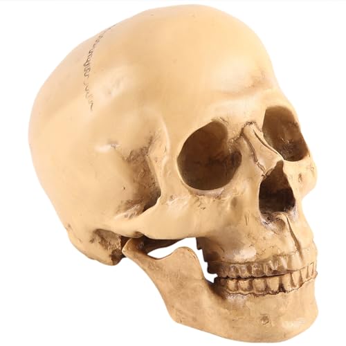 Asuinxurr Modell 1: 1 Harz Menschlicher SchäDel Anatomische Lehrdekoration Gelb von Asuinxurr