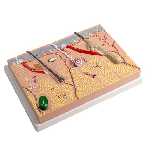 Anatomischer Hautmodell 3D Hautunterricht Hilde Modell Anatomie Modell Anatomischer Modell Menschlicher Hautmodellmodell von Asukohu