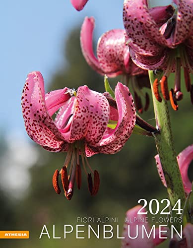 Alpenblumen Kalender 2024: Fiori alpini – Alpine flowers von Athesia Tappeiner Verlag