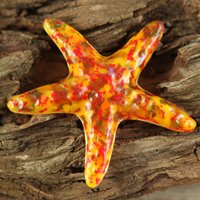 Machen Sie Einen Unterschied Ein Seestern Zu Einer Zeit... Amber Fused Glas Machen Sie Einen Unterschied Ein Seestern Zu Einer Zeit... Amber Fused Glas von AtlantisDesigns