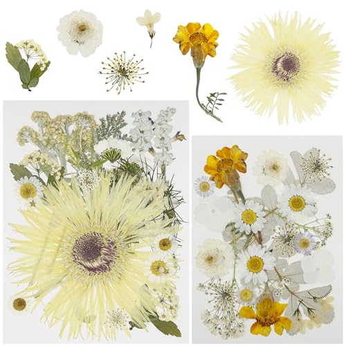 Attuslla 44 Stück Getrocknete Gepresste Blumen Weiß Getrocknete Gepresste Blätter DIY Gepresste Blumen Gemischte Getrocknete Blumen für Kunst Basteln DIY Harz Scrapbooking Handwerk von Attuslla