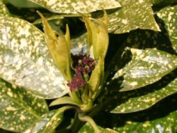 Japanische Aucube / Metzgerpalme 'Variegata', 30-40 cm, Aucuba japonica 'Variegata', Containerware von Aucuba japonica 'Variegata'