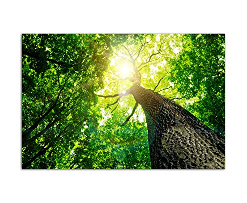 120x80cm - Fotodruck auf Leinwand und Rahmen Baumkrone Wald Sonnenstrahlen Natur - Leinwandbild auf Keilrahmen modern stilvoll - Bilder und Dekoration von Augenblicke Wandbilder