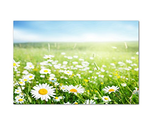 120x80cm Gänseblümchen Wiese Frühling Himmel - Leinwandbild auf Keilrahmen modern stilvoll - Bilder und Dekoration von Augenblicke Wandbilder