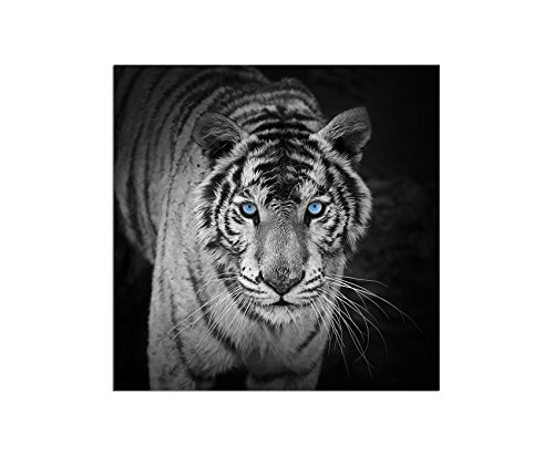 80x80cm - Fotodruck auf Leinwand und Rahmen Tiger Augen schwarz/weiß - Leinwandbild auf Keilrahmen modern stilvoll - Bilder und Dekoration von Augenblicke Wandbilder