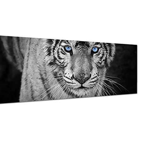 Augenblicke Wandbilder Leinwandbild als Panorama in 150x50cm Tiger Wildkatze Nahaufnahme schwarz/weiß von Augenblicke Wandbilder