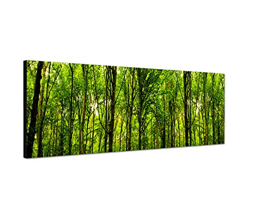 Augenblicke Wandbilder Leinwandbild als Panorama in 150x50cm Wald Bäume Frühling Sonnenlicht von Augenblicke Wandbilder