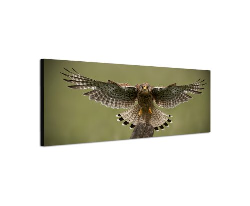 Falke Tierbild 150x50cm Panorama Wandbild auf Leinwand und Keilrahmen fertig zum aufhängen - Unsere Bilder auf Leinwand bestechen durch ihre ungewöhnlichen Formate und den extrem detaillierten Druck aus bis zu 100 Megapixel hoch aufgelösten Fotos. von Augenblicke Wandbilder