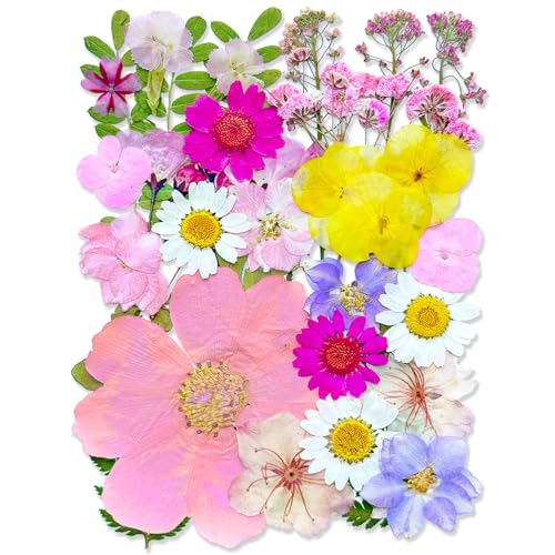 Auiremrti 33 Stück Rosa Gepresste Trockenblumen,Echte natürliche Großpackung,Verschiedene Trockene Blumenblätter für DIY Kunsthandwerk,Seife,Nageldekore von Auiremrti