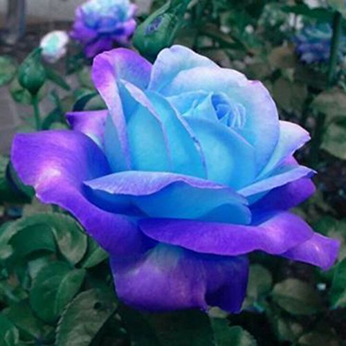 Austinstore 50 Stück seltene blaue Rosen-Pflanzensamen Topfrosen Samen von Austinstore