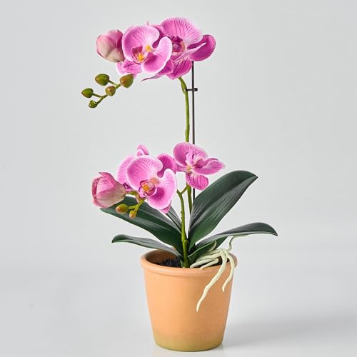 Avoeco Künstliche Orchidee, fühlt sich echt an, 38,1 cm, künstliche Phalaenopsis im Topf, sehr realistische Seiden-Orchidee Blume und Blattstruktur für Zuhause, Büro, Geschäft und Hochzeitsdekoration Avoeco Künstliche Orchidee, fühlt sich echt an, 38,1 cm, künstliche Phalaenopsis im Topf, sehr realistische Seiden-Orchidee Blume und Blattstruktur für Zuhause, Büro, Geschäft und Hochzeitsdekoration von Avoeco