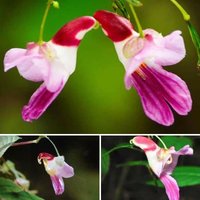 100 Papageien-Orchideen-Blumensamen Selten Und 20 Reiherorchideen-Blumensamen Schön Für Haus Oder Patio-Pflanze Plus Kostenloses Geschenk von AwesomeitemsStore