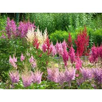 Astible Blume Bunte Mischung 20 Samen Zum Pflanzen Von Hausgartensamen Einfach Und Lustig Zu Züchten Plus Gratis Geschenk, Begrenzte Menge Bestellen von AwesomeitemsStore