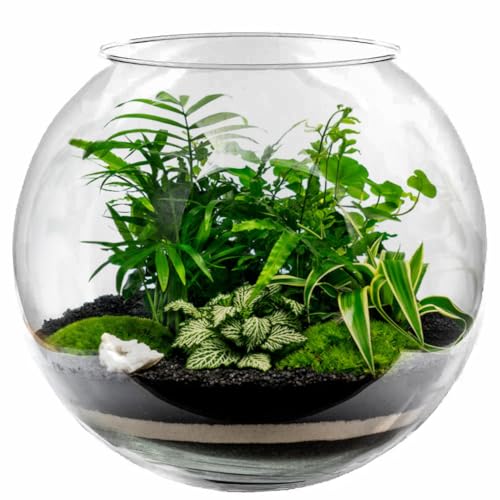 Kugelvase Glas Ø 30cm 12L Blumenvase Kugelaquarium Fischschale Fischglas Terrarium Vase Hydrokultur Vase Bowleschale von AzaliaDesign
