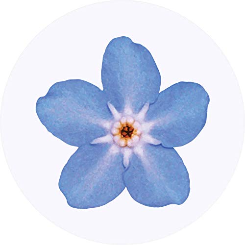Azeeda 24 x 40mm 'Vergissmeinnicht Blume' Aufklebern/Stickers (SK00015693) von Azeeda