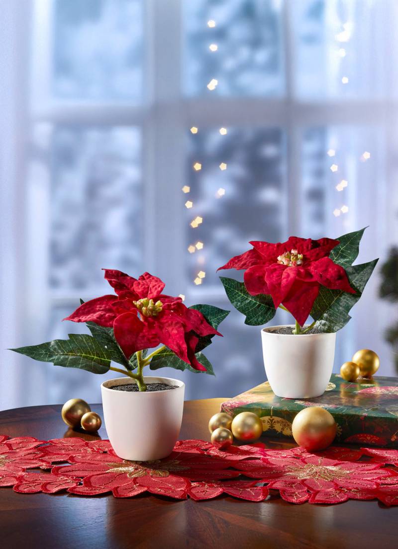 Mini-Poinsettia-Blüten im Topf, 2er-Set, Rot von BADER