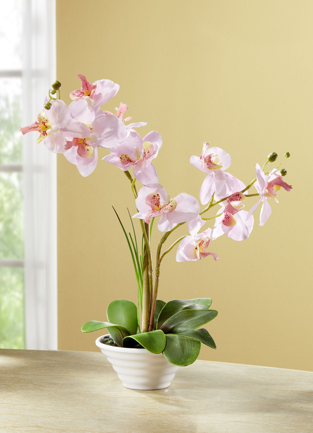 Orchidee im Topf, Rosa-Grün von BADER