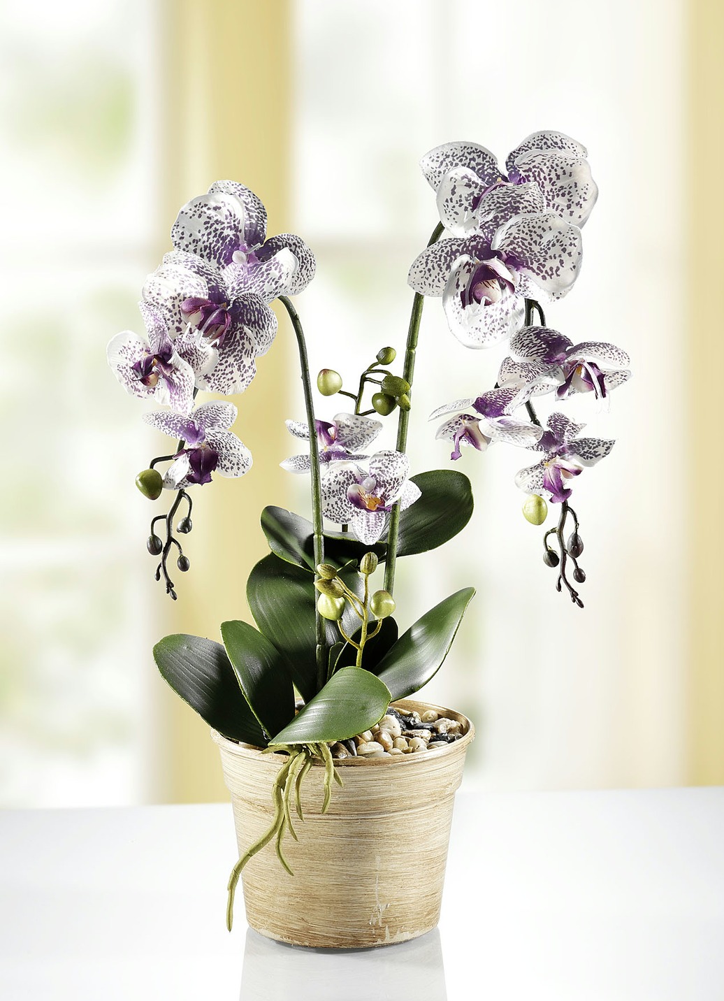 Orchidee im Topf, von BADER