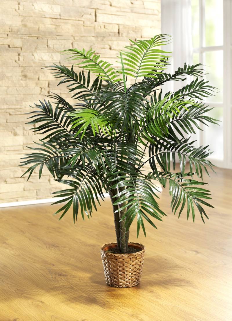 Palme im Topf, Palme im Topf, klein Palme im Topf, Palme im Topf, klein von BADER